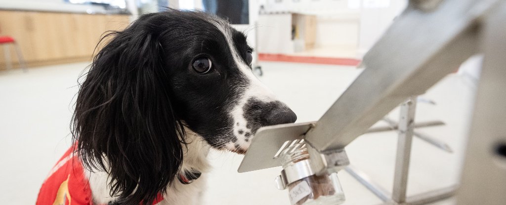 Spectaculos: Câini antrenaţi pentru a depista coronavirusul. 750 persoane ar putea fi testate într-o oră!