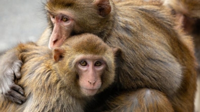 Semne bune: Maimuțele care au primit un vaccin anti-coronavirus au devenit imune la boală