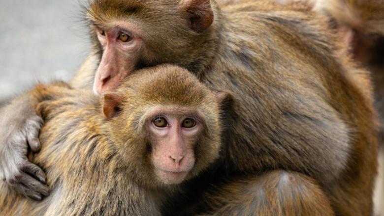 Semne bune: Maimuțele care au primit un vaccin anti-coronavirus au devenit imune la boală