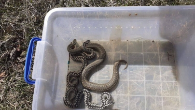 O altfel de intervenție: Vipere găsite în curtea unei cabane din apropierea localității Budești (GALERIE FOTO)