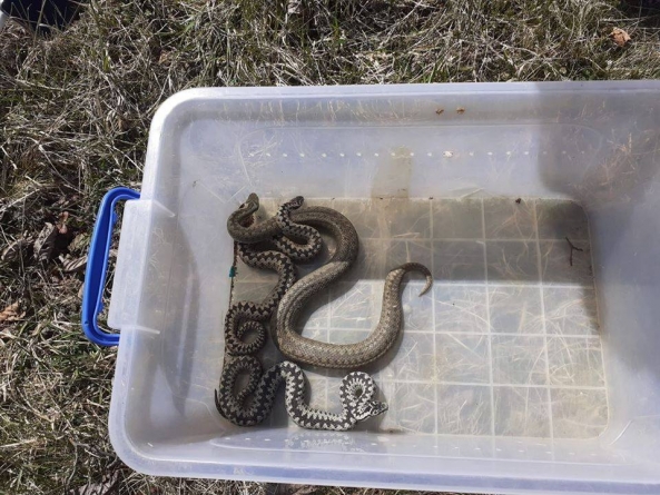 O altfel de intervenție: Vipere găsite în curtea unei cabane din apropierea localității Budești (GALERIE FOTO)