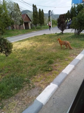 Faza zilei în Maramureș: O infractoare a fost iertată de polițiști după ce a furat o găină; Cum a fost totul posibil (VIDEO ȘI FOTO)
