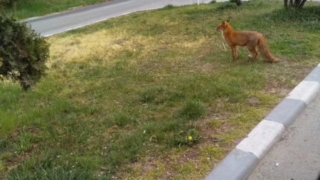 Faza zilei în Maramureș: O infractoare a fost iertată de polițiști după ce a furat o găină; Cum a fost totul posibil (VIDEO ȘI FOTO)