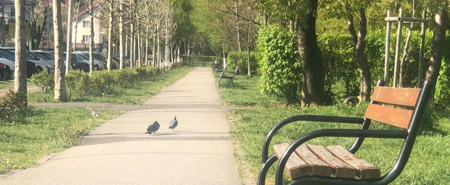 Cele mai frecvente afecțiuni pe care le poți lua dacă atingi porumbei bolnavi. Avertismentul medicilor