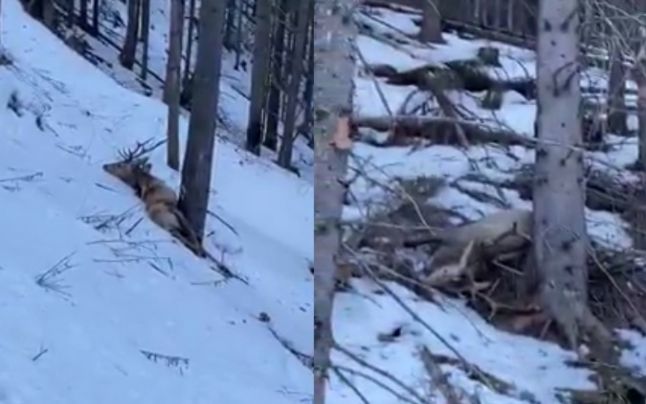 Imagini șocante cu doi cerbi „executați” cu sânge rece; Silvicultorii din zonă cred că braconierii ar fi din Borșa (VIDEO)