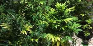 Anchetă: Polițist de frontieră din cadrul ITPF Sighetu Marmației, cercetat într-un dosar de trafic de substanțe interzise instrumentat de DIICOT (GALERIE FOTO)