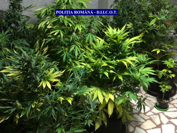 Anchetă: Polițist de frontieră din cadrul ITPF Sighetu Marmației, cercetat într-un dosar de trafic de substanțe interzise instrumentat de DIICOT (GALERIE FOTO)