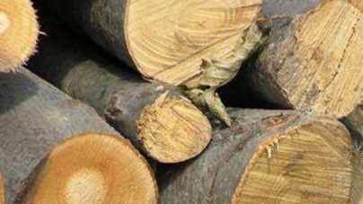 Material lemnos confiscat în Cernești