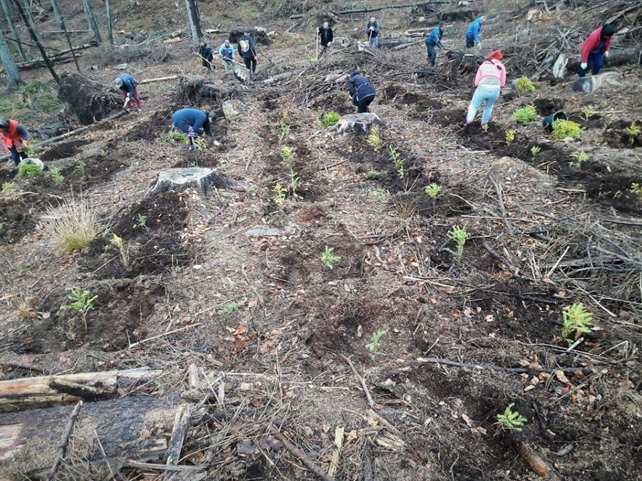 În contrabalanță cu tăierile masive: Silvicii maramureșeni promit să planteze 1 milion de puieți anul acesta; 235 hectare de pădure de la zero (GALERIE FOTO)