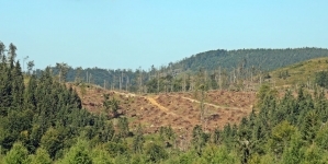 Realitatea cruntă care ne-a adus infringement-ul: „Maramureșul este unul din județele profund afectate de tăierile ilegale de arbori”