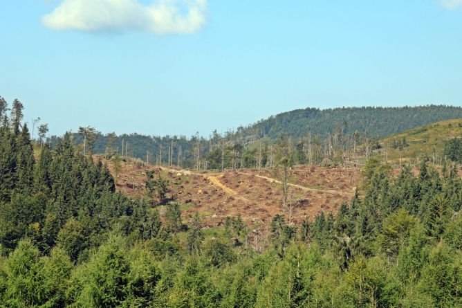 Realitatea cruntă care ne-a adus infringement-ul: „Maramureșul este unul din județele profund afectate de tăierile ilegale de arbori”
