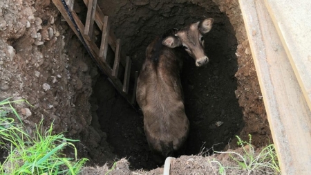 Intervenție inedită: Văcuță salvată de pompierii sigheteni; Căzuse într-o fântână secată (VIDEO ȘI GALERIE FOTO)