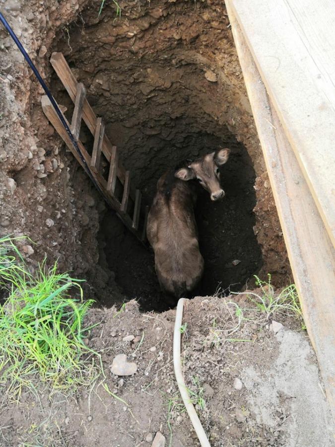 Intervenție inedită: Văcuță salvată de pompierii sigheteni; Căzuse într-o fântână secată (VIDEO ȘI GALERIE FOTO)