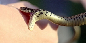 Cum recunoaștem și cum tratăm mușcăturile de vipere