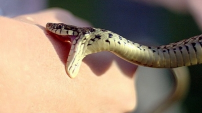 Cum recunoaștem și cum tratăm mușcăturile de vipere