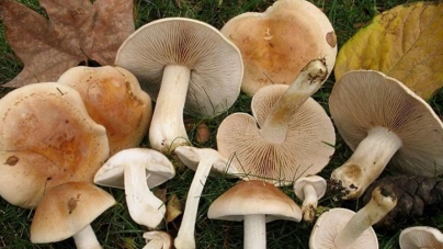 La Spitalul Județean Baia Mare, șase adulți internați cu intoxicații cu ciuperci