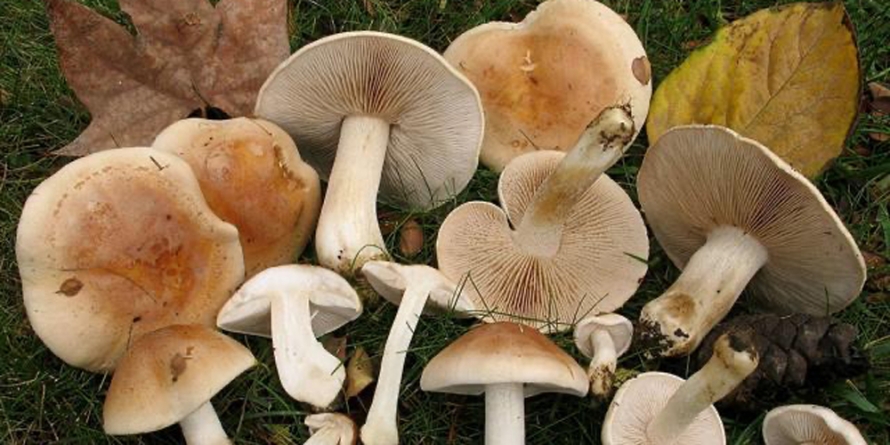 La Spitalul Județean Baia Mare, șase adulți internați cu intoxicații cu ciuperci