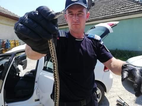 Intervenție ieșită din comun: Șarpe găsit într-o mașină parcată în centrul comunei Coltău (FOTO)