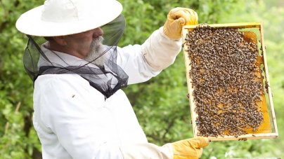 Percheziții în Baia Mare: Bărbat reținut după ce a înșelat mai mulți apicultori din țară. Peste 9 tone de miere au fost confiscate (VIDEO ȘI FOTO)