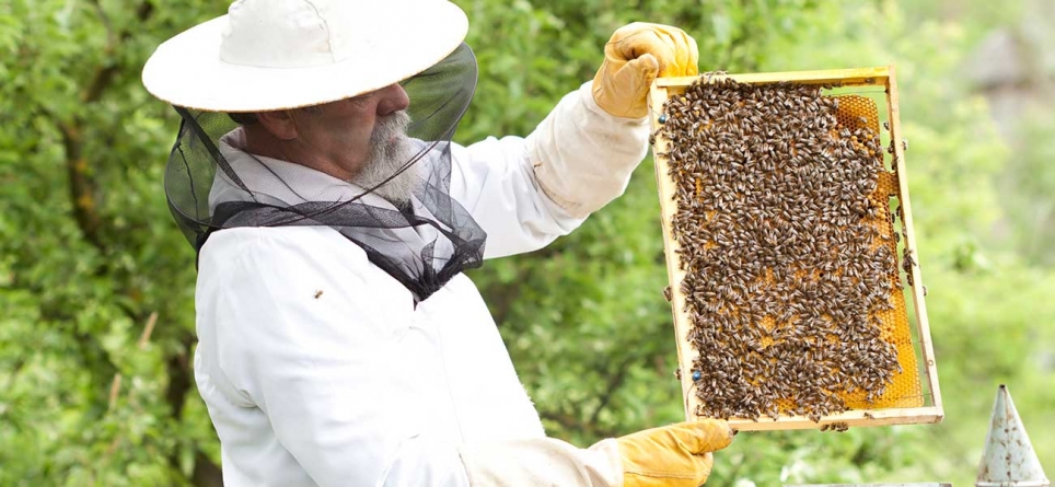 Percheziții în Baia Mare: Bărbat reținut după ce a înșelat mai mulți apicultori din țară. Peste 9 tone de miere au fost confiscate (VIDEO ȘI FOTO)