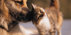 Sfaturi utile pentru maramureșeni: Cum facem cu câinii și pisicile pe timp de caniculă. Sfaturile utile care ar trebui respectate de toți iubitorii de animale!