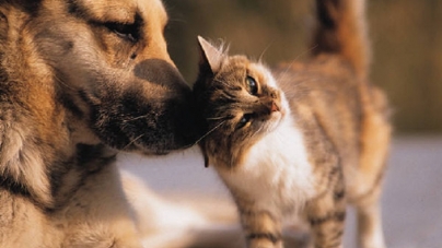 Important: Campanie de sterilizări gratuite pentru câini și pisici, în județul Maramureș. Acțiunea se va derula timp de patru zile în Recea