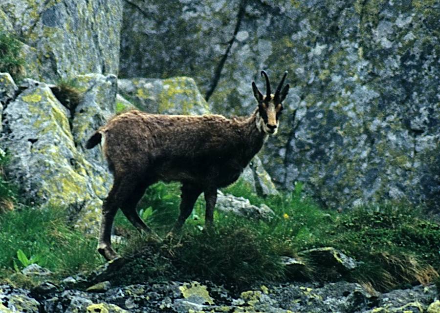 Frumusețile Maramureșului: Capre negre și iezi, surprinse de rangerii Parcului Național Munții Rodnei. Detalii inedite (VIDEO)
