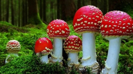 Adolescente din Maramureș intoxicate cu ciuperci, internate la Spitalul Județean Baia Mare