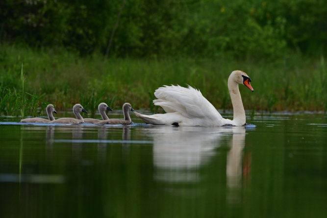 Misiune ciudată a poliției: Care ați mâncat lebăda? Detalii… neobișnuite