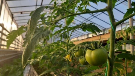 Iată că se poate și așa!: Produsele obținute în ferma agricolă a liceului din Seini, puse în vânzare pentru doritori (GALERIE FOTO)