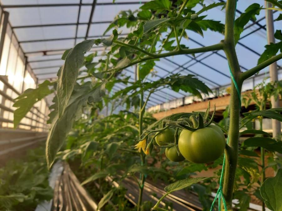 Iată că se poate și așa!: Produsele obținute în ferma agricolă a liceului din Seini, puse în vânzare pentru doritori (GALERIE FOTO)