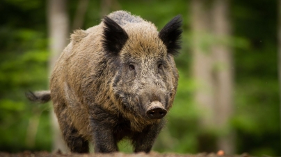 Pestă porcină africană reloaded: Suspiciune confirmată la un mistreț găsit pe un fond de vânătoare din Cicârlău. Care este zona infectată