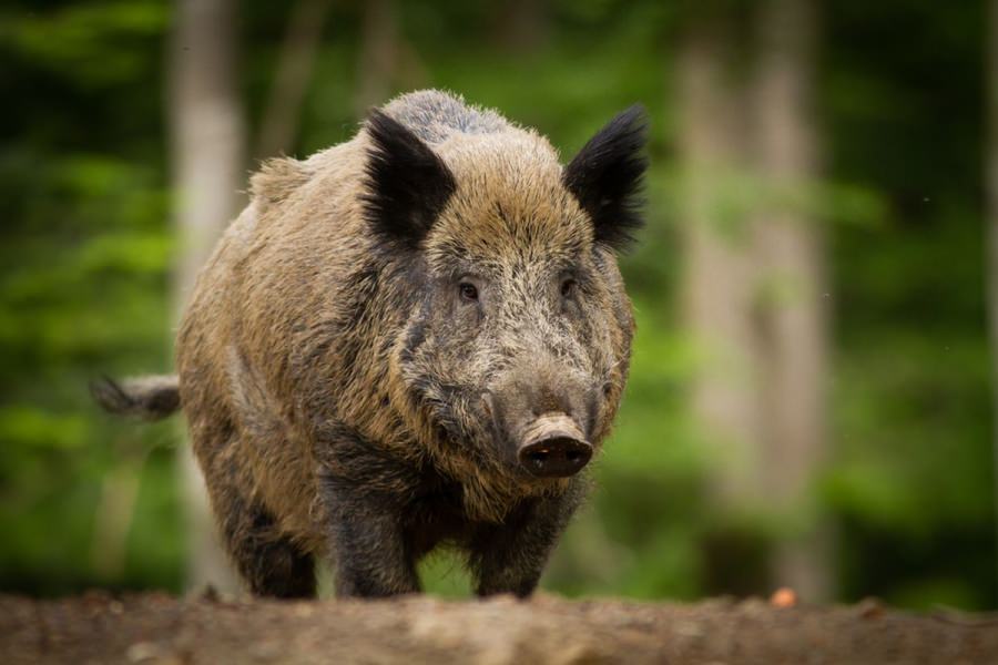 Pestă porcină africană reloaded: Suspiciune confirmată la un mistreț găsit pe un fond de vânătoare din Cicârlău. Care este zona infectată