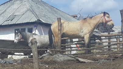 Incident grav: Bărbat lovit de cal în cătunul de romi Ponorâta