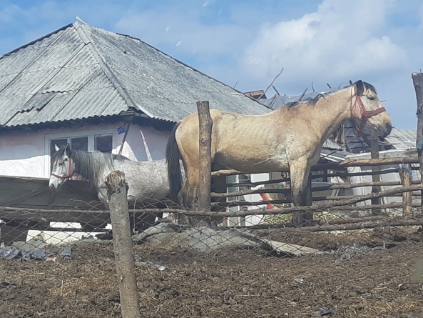 Incident grav: Bărbat lovit de cal în cătunul de romi Ponorâta