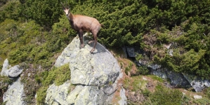 Frumusețile Maramureșului: Capră neagră zburdând printre bujorii de munte înfloriți, într-un gol alpin din Munții Rodnei (VIDEO ȘI FOTO)