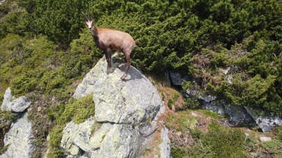 Frumusețile Maramureșului: Capră neagră zburdând printre bujorii de munte înfloriți, într-un gol alpin din Munții Rodnei (VIDEO ȘI FOTO)