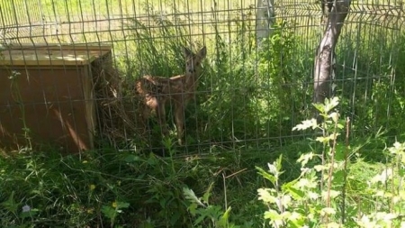 Situație cel puțin ciudată: Pui de căprioară ținut captiv la Mănăstirea Izvorul Tămăduirii din Petrova (FOTO)