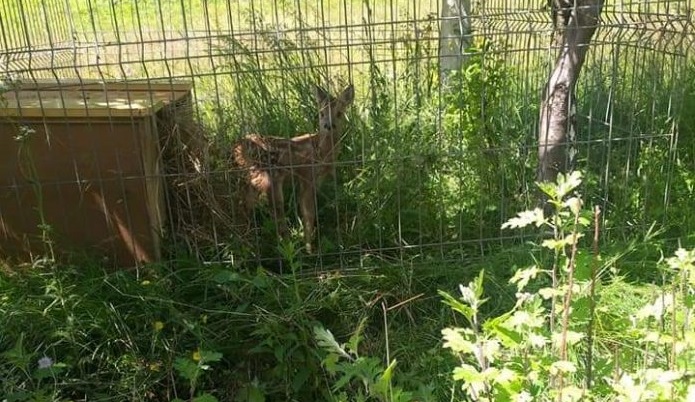 Situație cel puțin ciudată: Pui de căprioară ținut captiv la Mănăstirea Izvorul Tămăduirii din Petrova (FOTO)