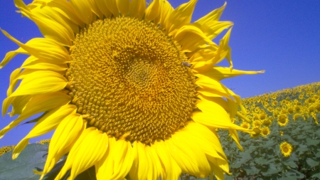 Vremea exactă în Maramureș, duminică, 1 august