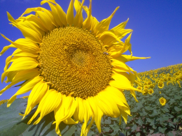 Vremea exactă în Maramureș, luni, 3 august