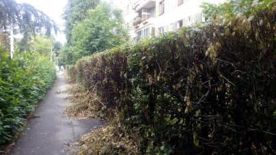Nemulțumiri în cartierul Săsar din Baia Mare: Garduri complet măcelărite de cei de la spații verzi, acuză locatarii (GALERIE FOTO)