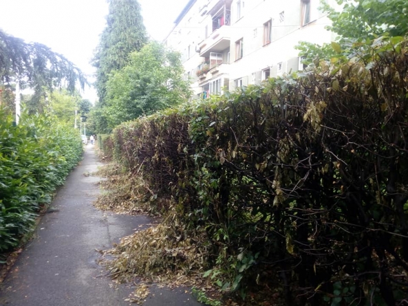 Nemulțumiri în cartierul Săsar din Baia Mare: Garduri complet măcelărite de cei de la spații verzi, acuză locatarii (GALERIE FOTO)