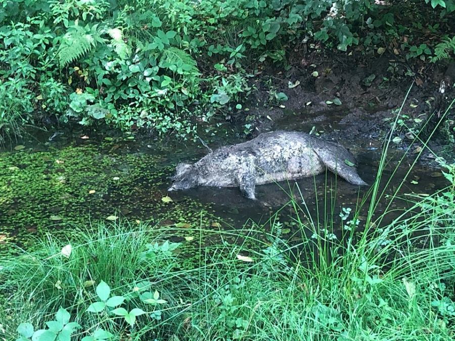 Exclusiv: „Execuție” în pădure: Mistreț găsit mort pe Valea Chiuzbăii. Ar fi fost vânat de braconieri. Acum oamenii legii îi caută (FOTO)