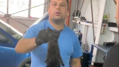 Intervenție neobișnuită: Pisoi salvat din motorul unei mașini, la o reprezentanță auto din Baia Mare. Merlin a fost deja adoptat (VIDEO)