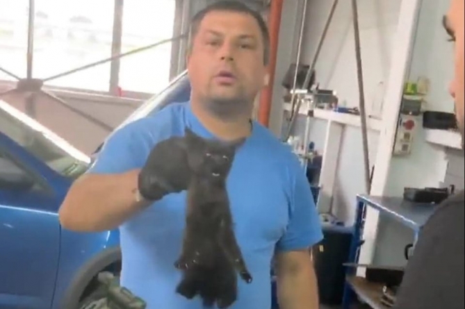 Intervenție neobișnuită: Pisoi salvat din motorul unei mașini, la o reprezentanță auto din Baia Mare. Merlin a fost deja adoptat (VIDEO)