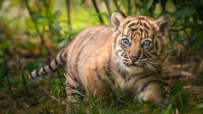 Un tigru de Sumatra, specie aflată în pericol de dispariţie, s-a născut la o grădină zoologică din Polonia (VIDEO ȘI FOTO)