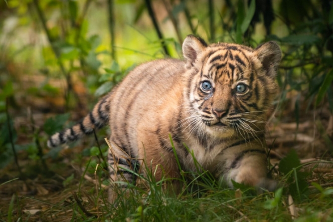 Un tigru de Sumatra, specie aflată în pericol de dispariţie, s-a născut la o grădină zoologică din Polonia (VIDEO ȘI FOTO)