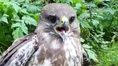 O altfel de intervenție de salvare: Pui de uliu, scos din ape de ranger. S-a întâmplat în Cheile Lăpușului. Explicațiile specialistului (VIDEO)