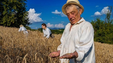 Se organizează o clacă la secerat în Coruia; obiceiurile agrare întâlnite în Țara Chioarului vor fi readuse la viață cu prilejul coacerii grânelor